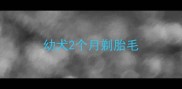 幼犬2个月剃胎毛