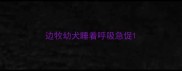边牧幼犬睡着呼吸急促