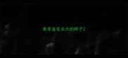 串串金毛长大的样子