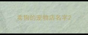 卖狗的宠物店名字