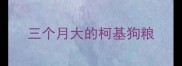 三个月大的柯基狗粮