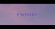 狗狗几个月会长牙