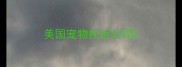 美国宠物托运公司