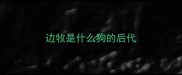 边牧是什么狗的后代
