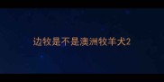 边牧是不是澳洲牧羊犬