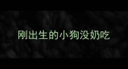 刚出生的小狗没奶吃