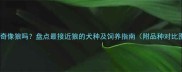 哈士奇像狼吗盘点最接近狼的犬种及饲养指南附品种对比图
