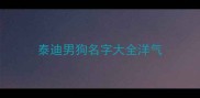 泰迪男狗名字大全洋气