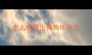 怎么能看出狗狗怀孕了
