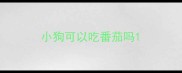 小狗可以吃番茄吗