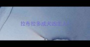 拉布拉多成犬凶主人