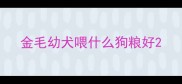 金毛幼犬喂什么狗粮好