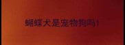 蝴蝶犬是宠物狗吗