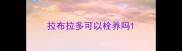 拉布拉多可以栓养吗