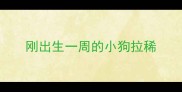 刚出生一周的小狗拉稀