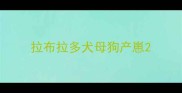 拉布拉多犬母狗产崽