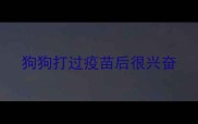 狗狗打过疫苗后很兴奋