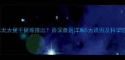 边境牧羊犬大便干硬难排出资深兽医详解5大诱因及科学应对方案