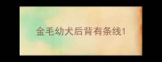 金毛幼犬后背有条线