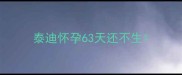 泰迪怀孕63天还不生