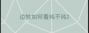 边牧如何看纯不纯