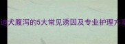泰迪犬腹泻的5大常见诱因及专业护理方案