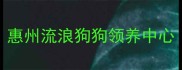 惠州流浪狗狗领养中心