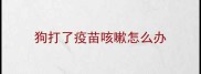 狗打了疫苗咳嗽怎么办