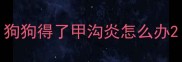 狗狗得了甲沟炎怎么办