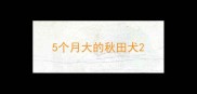 5个月大的秋田犬