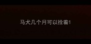 马犬几个月可以拴着