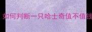 哈士奇价格全如何判断一只哈士奇值不值钱附避坑指南