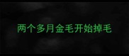 两个多月金毛开始掉毛