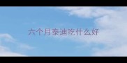 六个月泰迪吃什么好