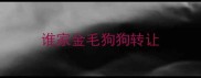 谁家金毛狗狗转让