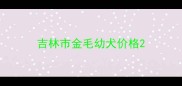 吉林市金毛幼犬价格