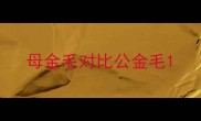 母金毛对比公金毛