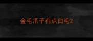 金毛爪子有点白毛