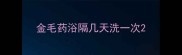 金毛药浴隔几天洗一次