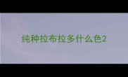 纯种拉布拉多什么色