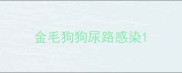 金毛狗狗尿路感染