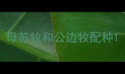 母苏牧和公边牧配种