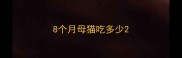 8个月母猫吃多少