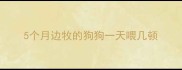 5个月边牧的狗狗一天喂几顿