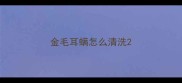 金毛耳螨怎么清洗