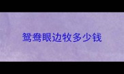 鸳鸯眼边牧多少钱