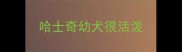 哈士奇幼犬很活泼