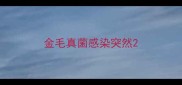 金毛真菌感染突然