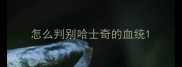 怎么判别哈士奇的血统