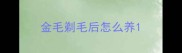 金毛剃毛后怎么养